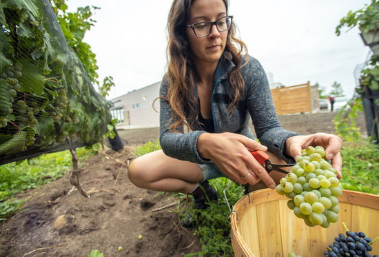 Student harvests grapes in the vineyard